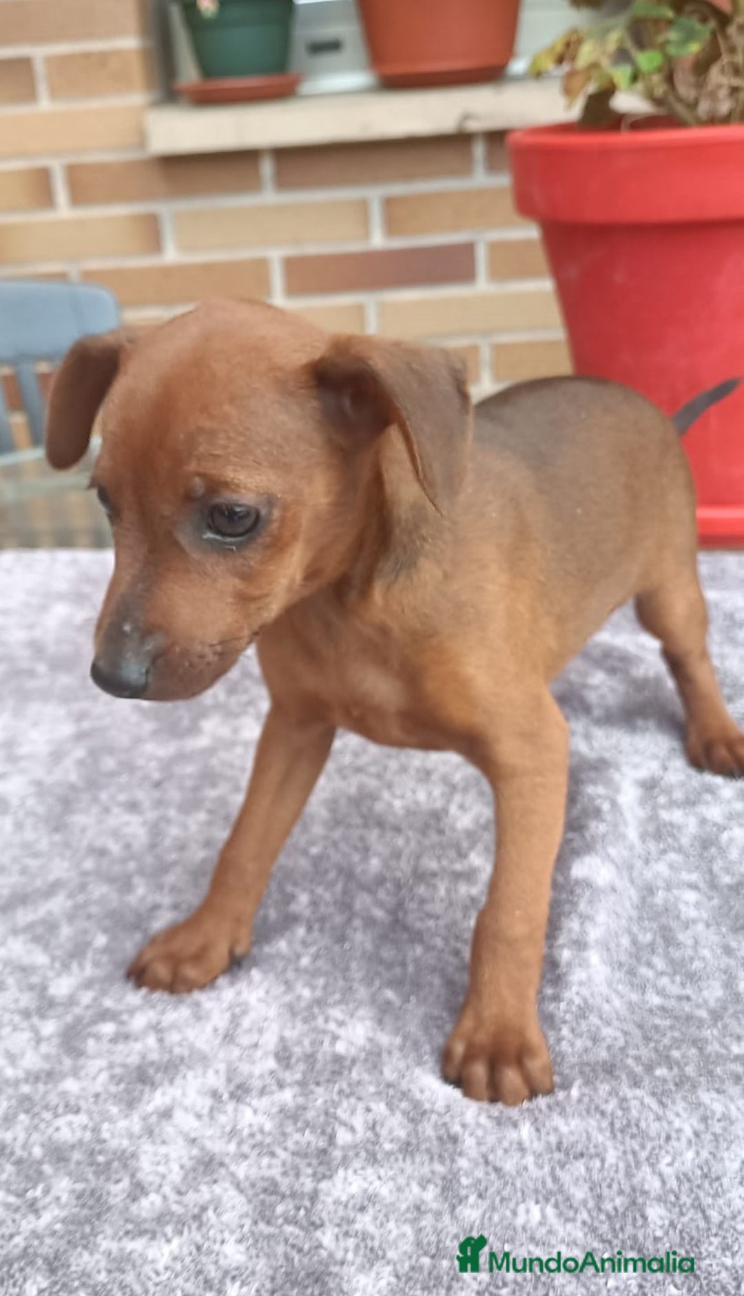 Pinscher Miniatura perros en venta: Pinscher Miniatura  - Imagen 33