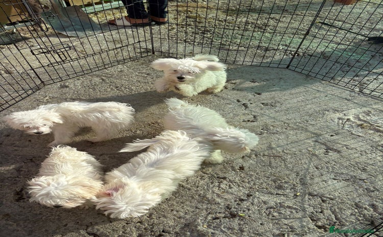Bichón Maltés perros - Anuncio 1