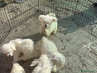Bichón Maltés perros - Anuncio 35