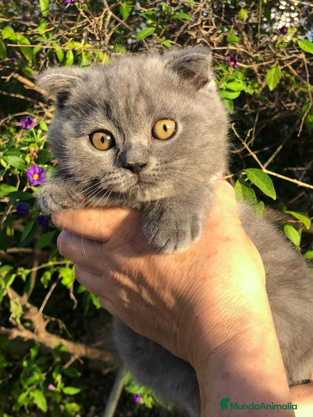 Scottish Fold gatos en venta: Scottish fold machos azul - Anuncio 1