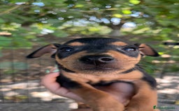 Pinscher Miniatura perros en venta: Pinscher Miniatura  - Imagen 8