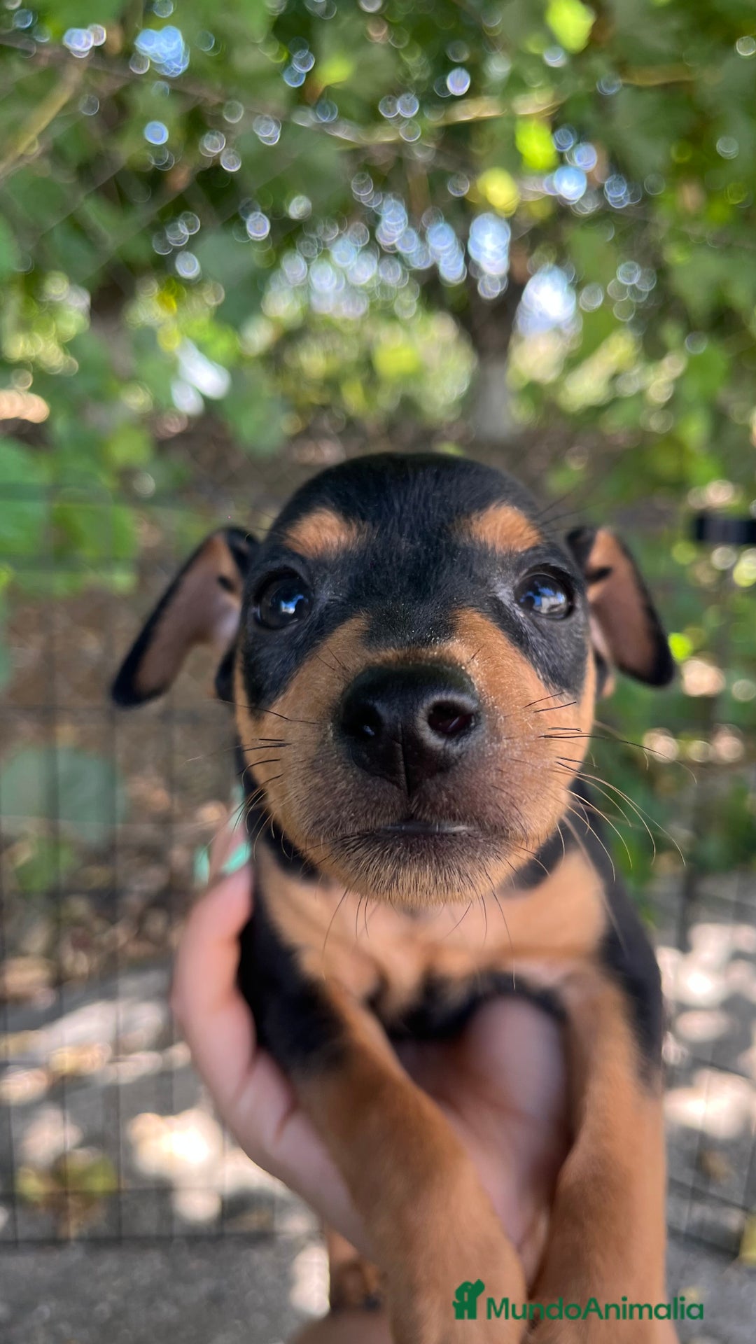 Pinscher Miniatura perros en venta: Pinscher Miniatura  - Imagen 8
