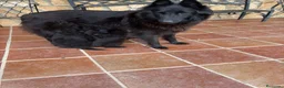 Pastor Belga Groenendael perros en venta: Camada de Pastor Belga Groenendael - Anuncio 4