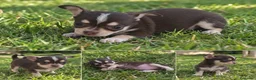 Chihuahua perros en venta: Hembra chihuahua tricolor café - Anuncio 3