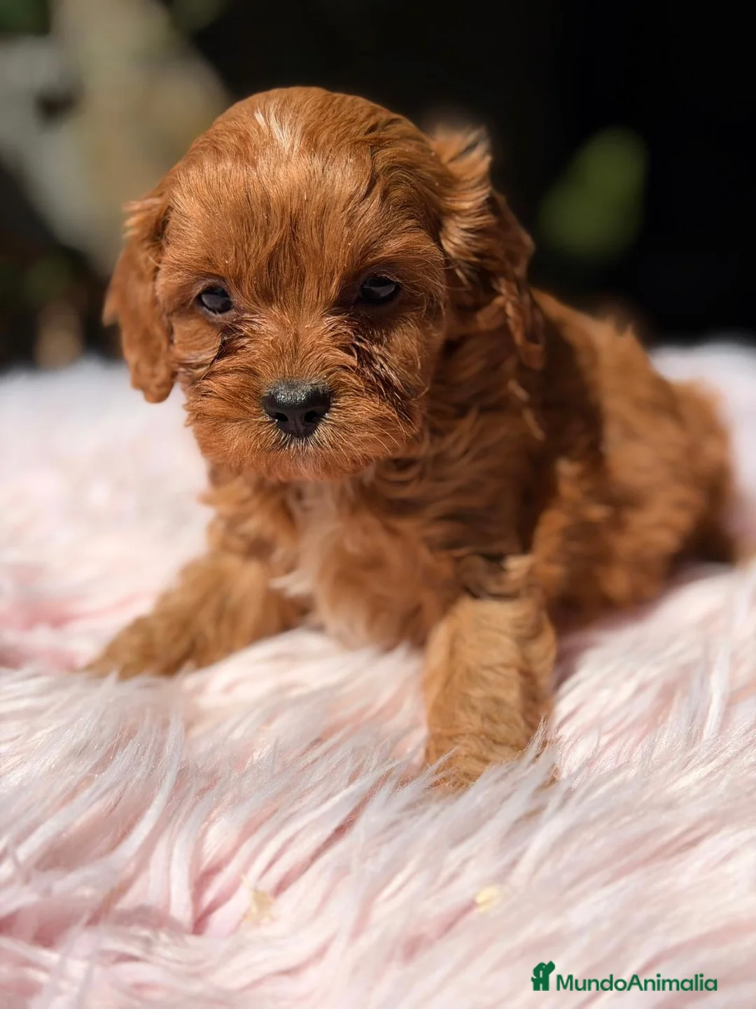 Cavapoo perros en venta: CAVAPOO ROJO INTENSO MINI - Anuncio 2