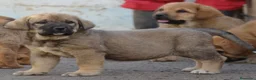 Mastín Español perros en venta: Mastín español - Anuncio 6