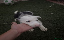 Border Collie perros en venta: BORDER COLLIE  - Imagen 17