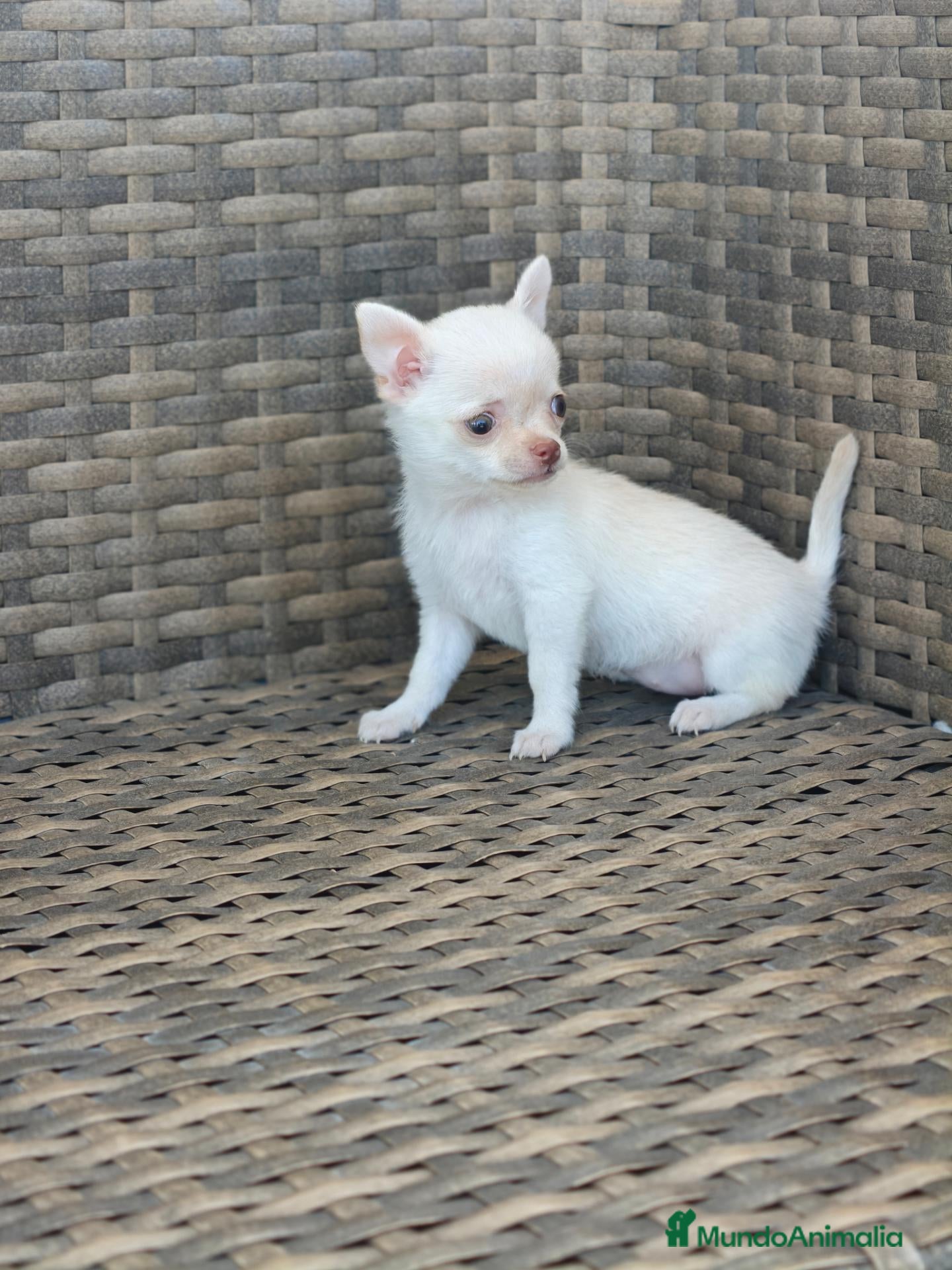 Chihuahua perros Chihuahua Toy miniatura hembra Blanca crema - Anuncio 2