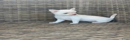 Chihuahua perros en venta: Chihuahua Toy miniatura hembra Blanca crema - Anuncio 1