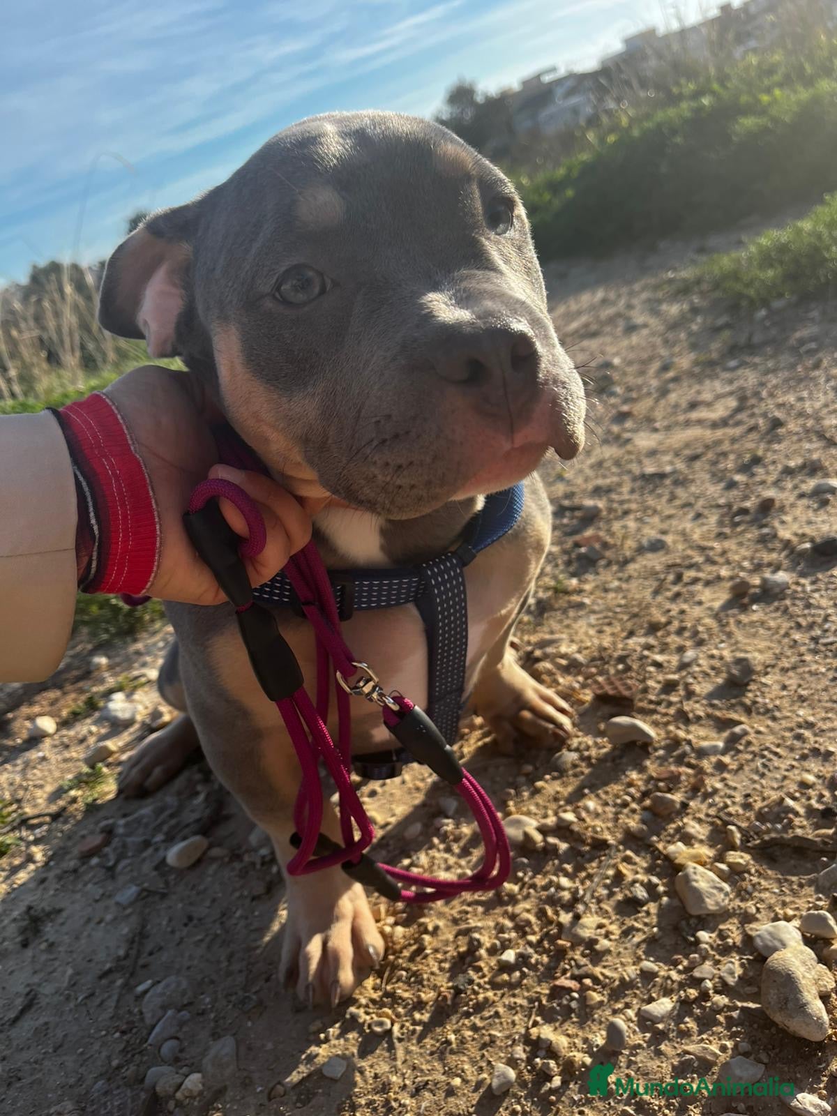 American Bully perros American Bully cachorra - Anuncio 1