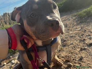 American Bully perros American Bully cachorra - Anuncio 29