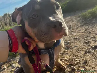 American Bully perros American Bully cachorra - Anuncio 1