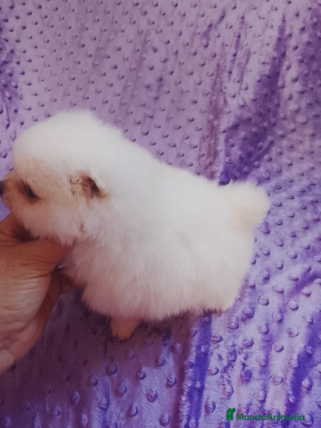 Pomerania perros en venta: Pomerania  - Anuncio 2