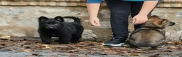 Pastor Alemán perros en venta: Pastores alemanes de trabajo TOP!! - Anuncio 1