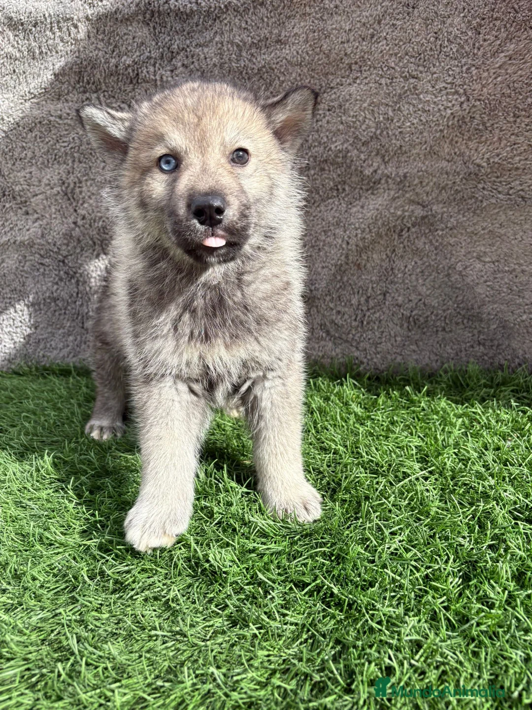 Husky Siberiano perros en venta: Macho de Husky siberiano agouti ojo azul  - Anuncio 18