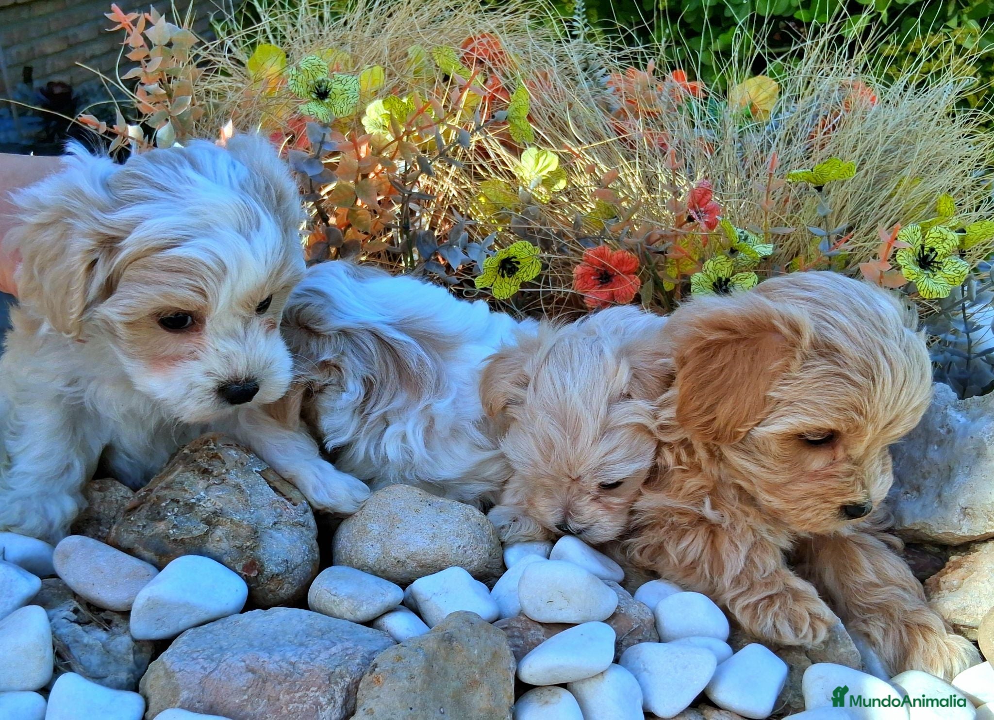 Maltipoo perros Maltipoos Toys - Anuncio 2