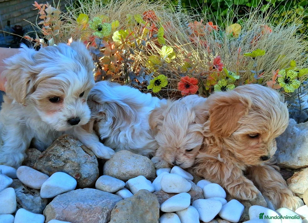 Maltipoo perros en venta: Maltipoos Toys - Anuncio 2