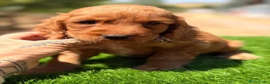 Cocker Spaniel Inglés 6