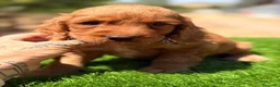 Cocker Spaniel Inglés perros en venta: COCKER INGLÉS DORADO - Anuncio 5