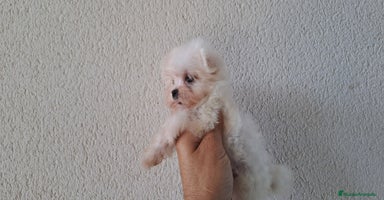 Bichón Maltés perros - Anuncio 9