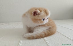 Exótico de Pelo Corto gatos en venta: 🐯 EXOTIC SHORTHAIR RED TABBY & WHITE - Imagen 3