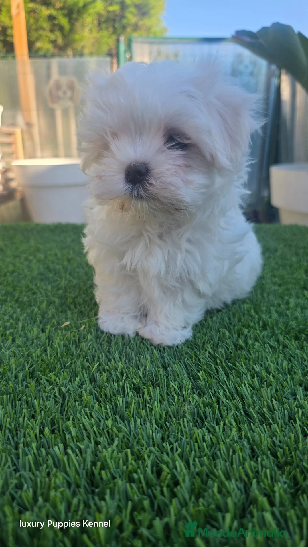 Bichón Maltés perros en venta: Bichon maltes coreano  - Anuncio 2