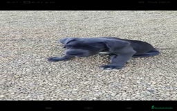 Cane Corso perros en venta: Cane Corso  - Imagen 2