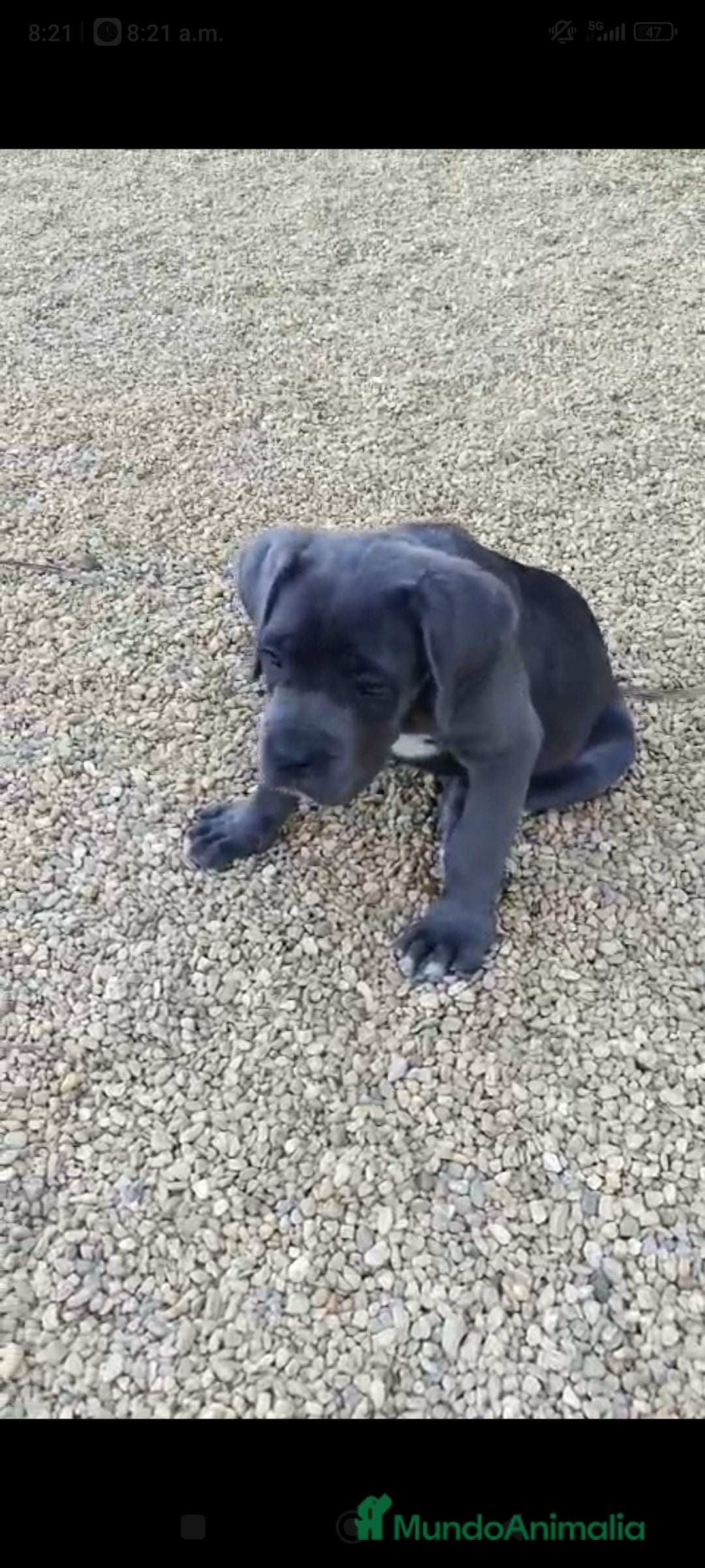 Cane Corso perros en venta: Cane Corso  - Imagen 2