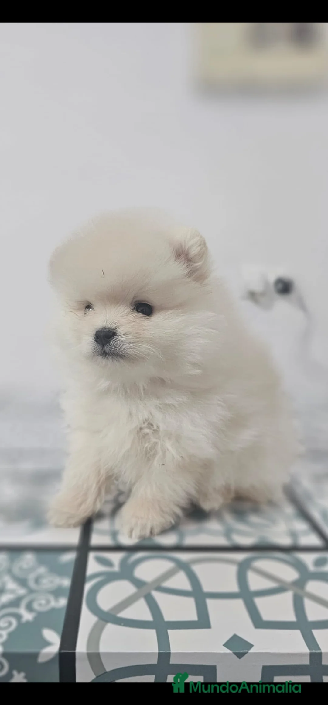Pomerania perros en venta: EJEMPLAR DE POMERANIA  en Almería - Anuncio 2