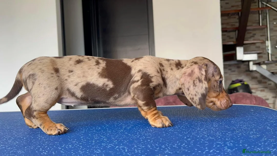 Teckel perros en venta: Teckel exóticos  en Ciudad Real - Anuncio 5