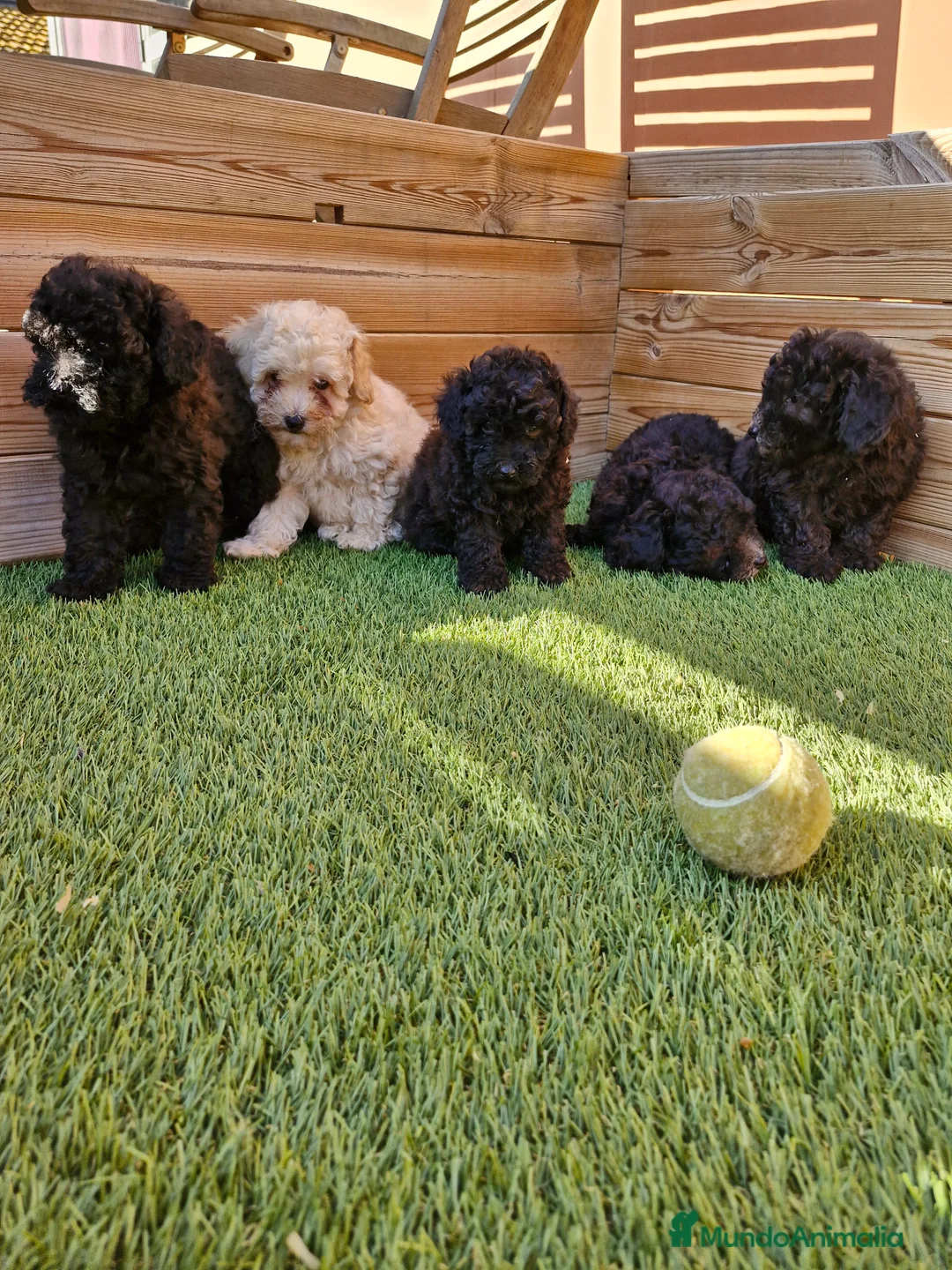 Caniche Toy perros en venta: CANICHES  en Barcelona - Anuncio 5