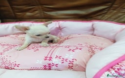 Chihuahua perros en venta: Chihuahua toy - Imagen 3