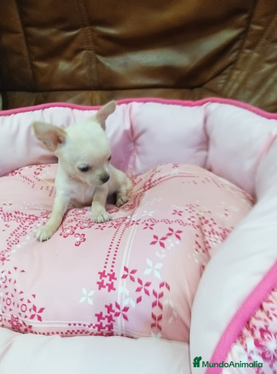 Chihuahua perros en venta: Chihuahua toy - Imagen 3