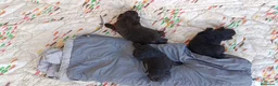 Pomapoo perros en venta: POMAPOO MACHITOS - Anuncio 5
