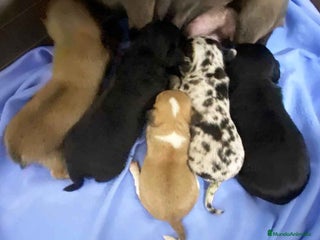 Chihuahua perros en Barcelona - Anuncio 8