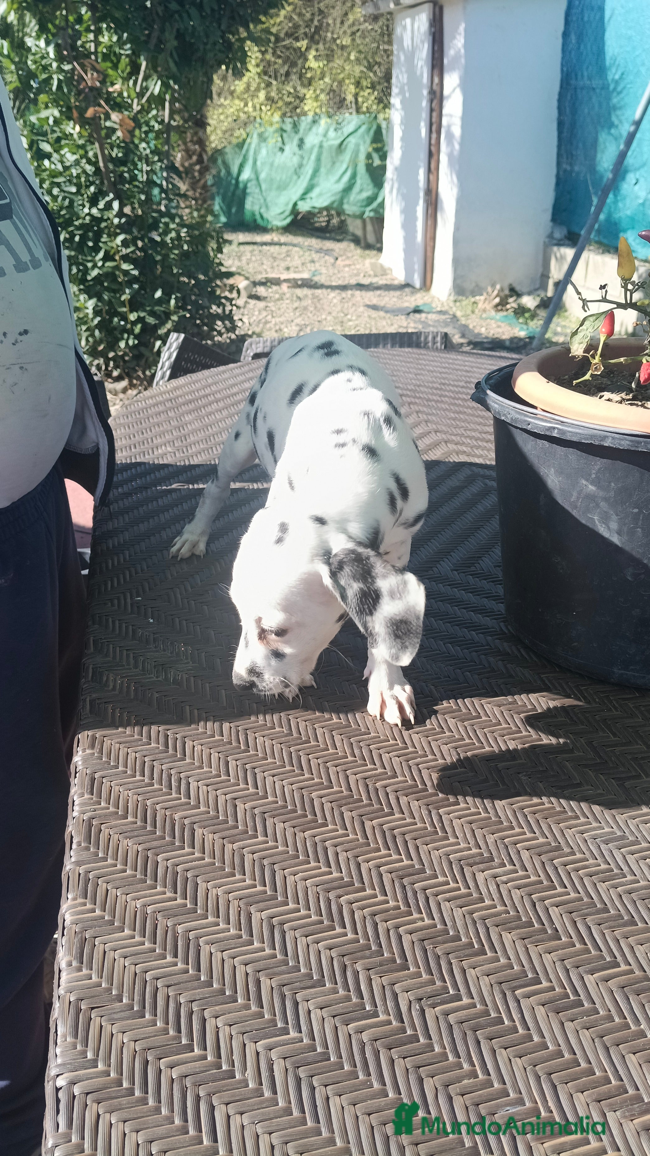 Dálmata perros Dalmata  - Anuncio 1