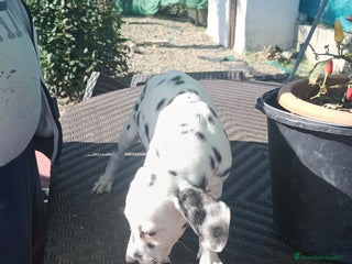 Dálmata perros Dalmata - Anuncio 2