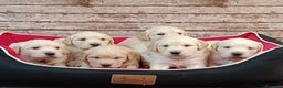Golden Retriever perros en venta: Golden retriever - Anuncio 1