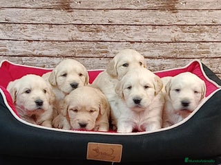 Golden Retriever perros Golden retriever - Anuncio 1