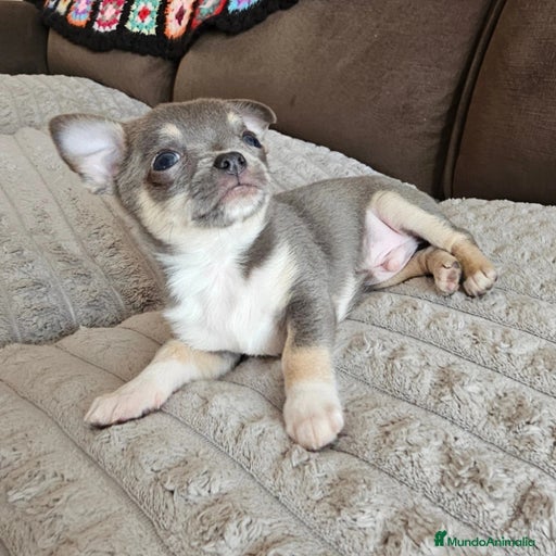 Imagen de galería {{count}}