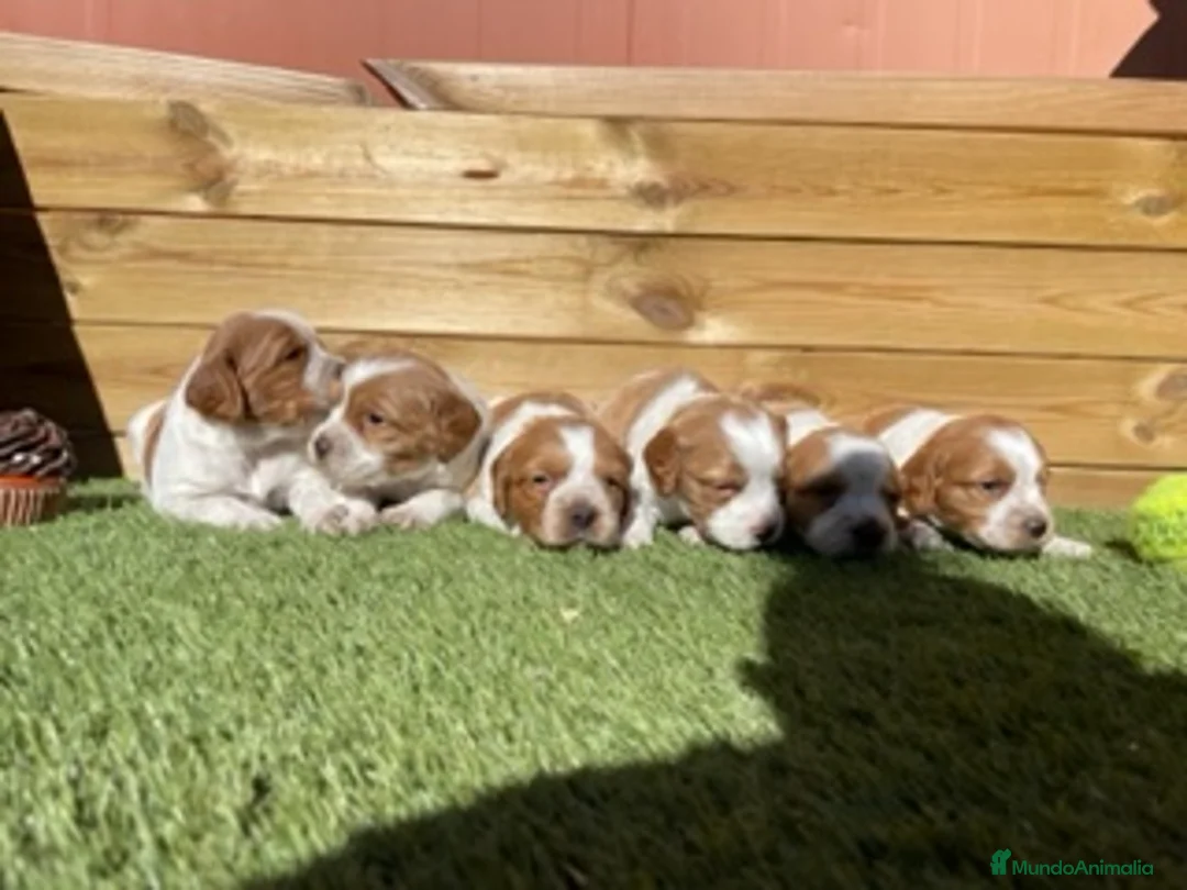 Épagneul Breton perros en venta: BRETON  en Barcelona - Anuncio 3