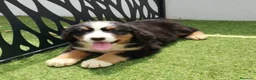 Boyero de Berna perros en venta: Boyero de berna - Anuncio 2