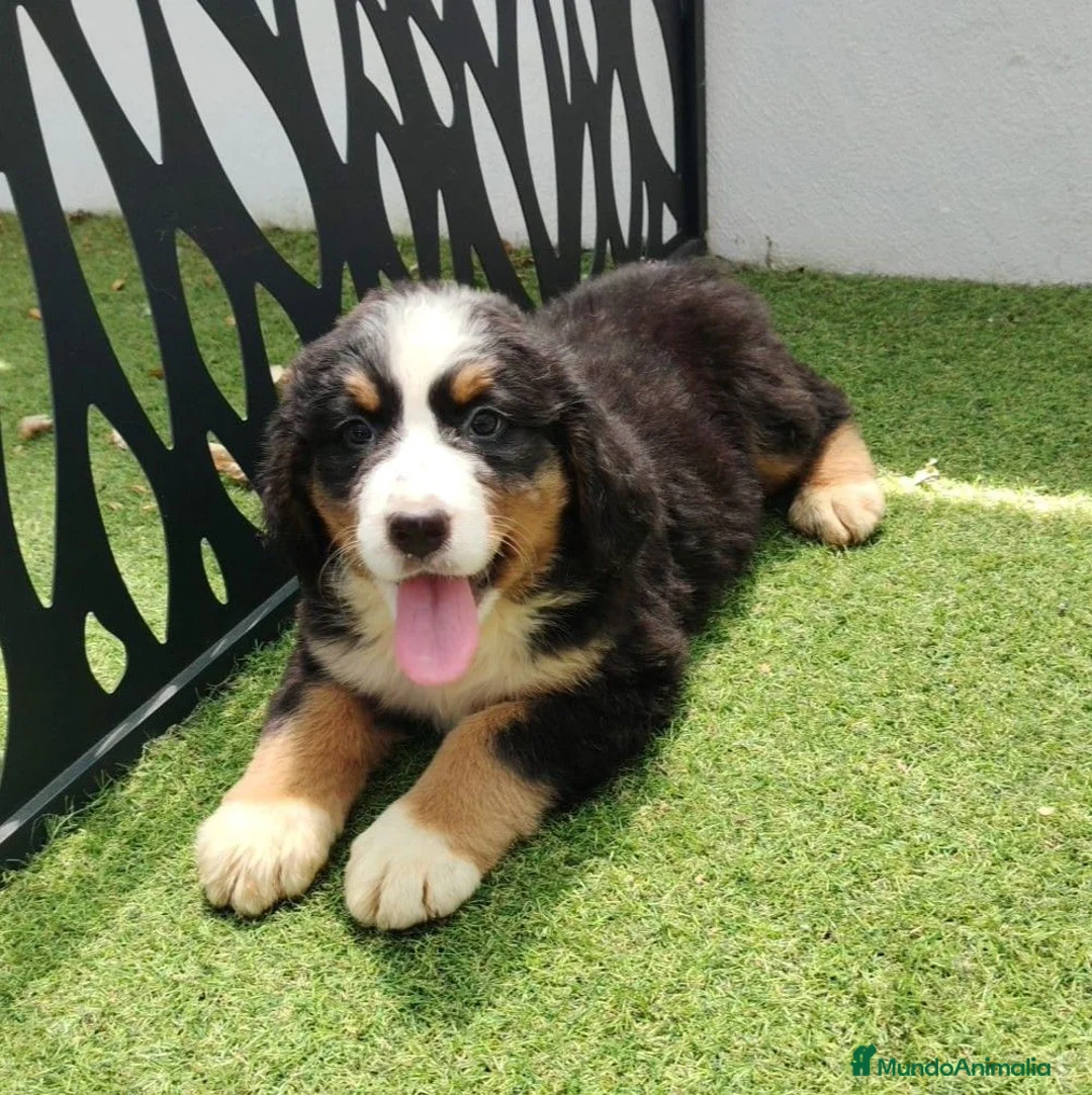 Boyero de Berna perros en venta: Boyero de berna - Anuncio 2