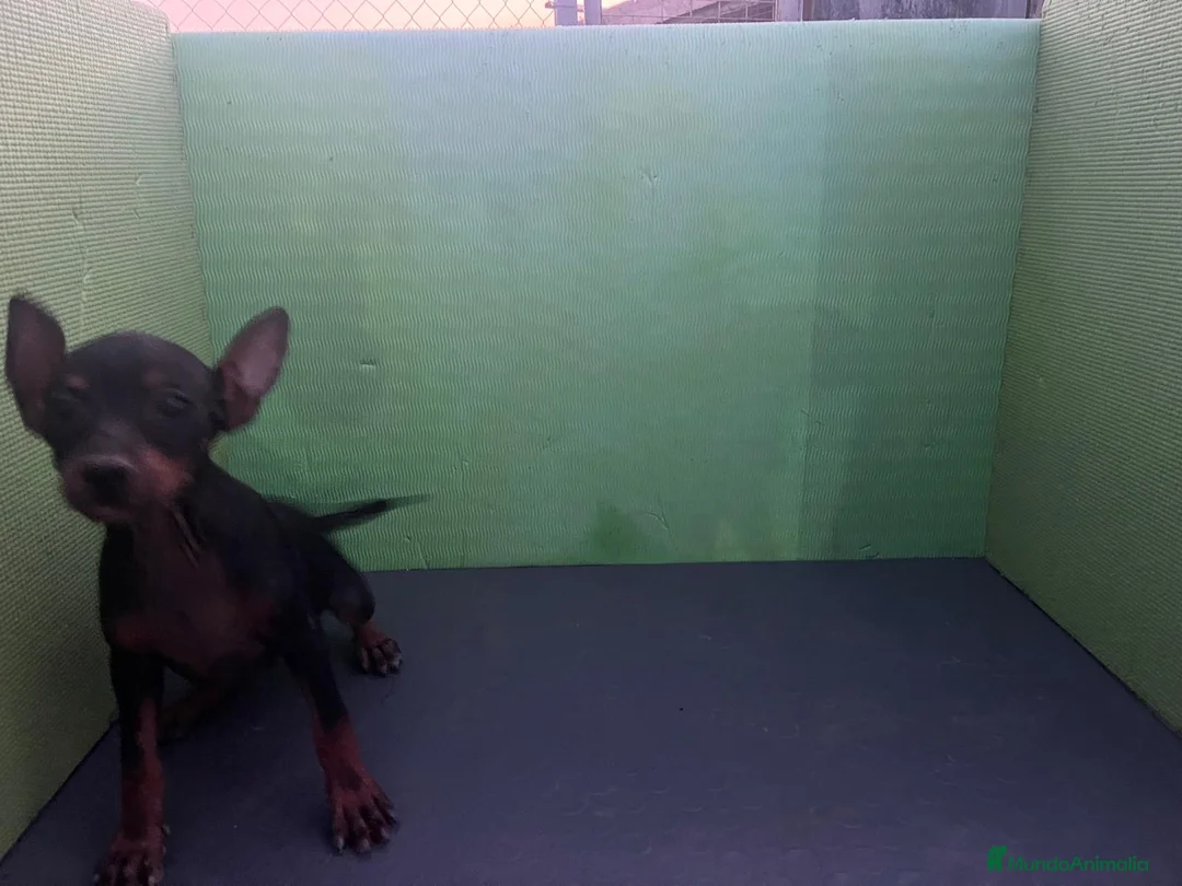 Pinscher Miniatura perros en venta: Excelentes cachorros Pinscher  - Anuncio 3