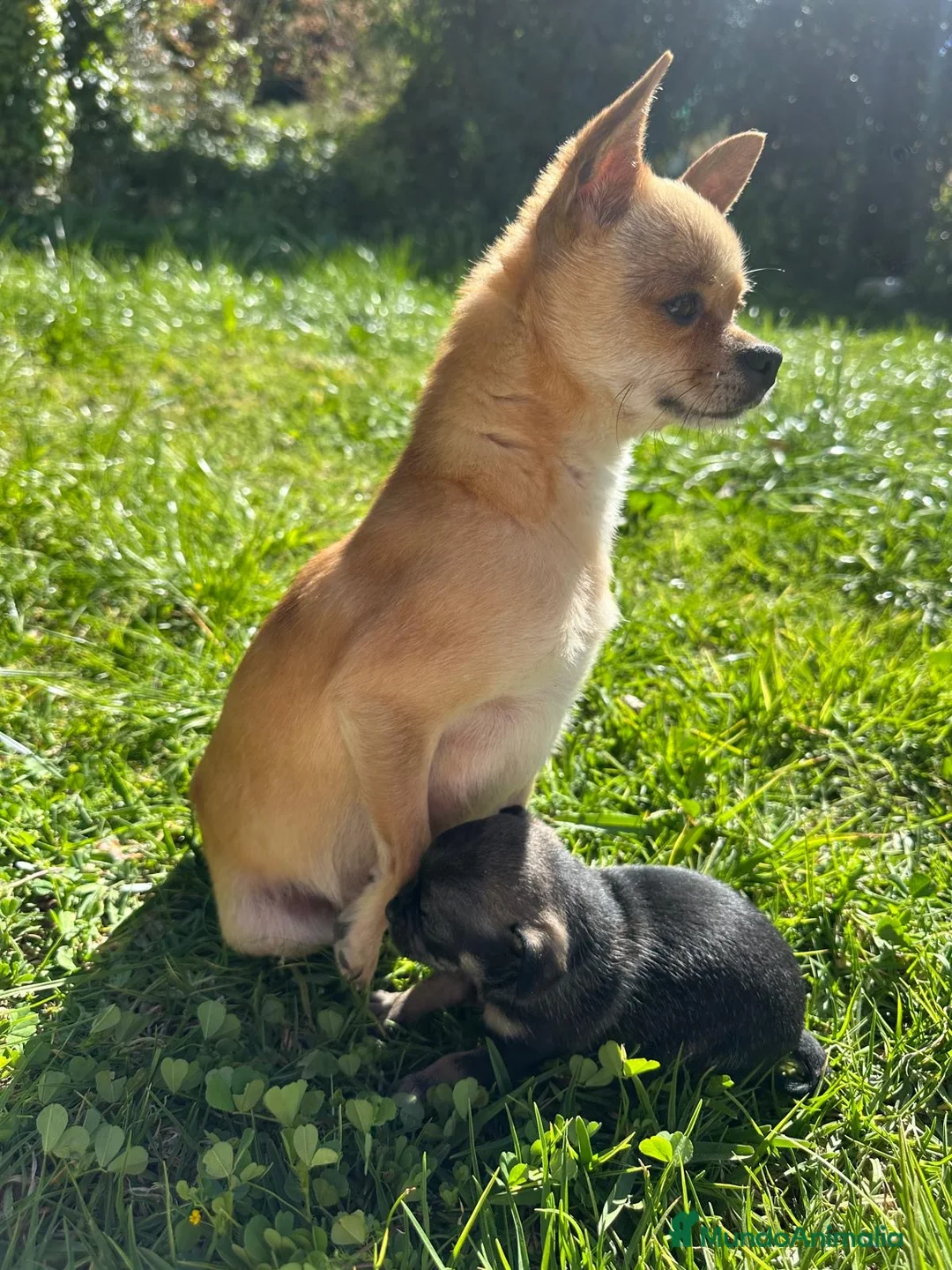 Chihuahua perros en venta: Chihuahua camada - Anuncio 1