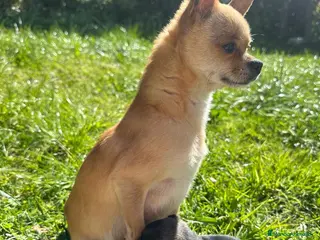 Chihuahua perros Chihuahua camada - Anuncio 1