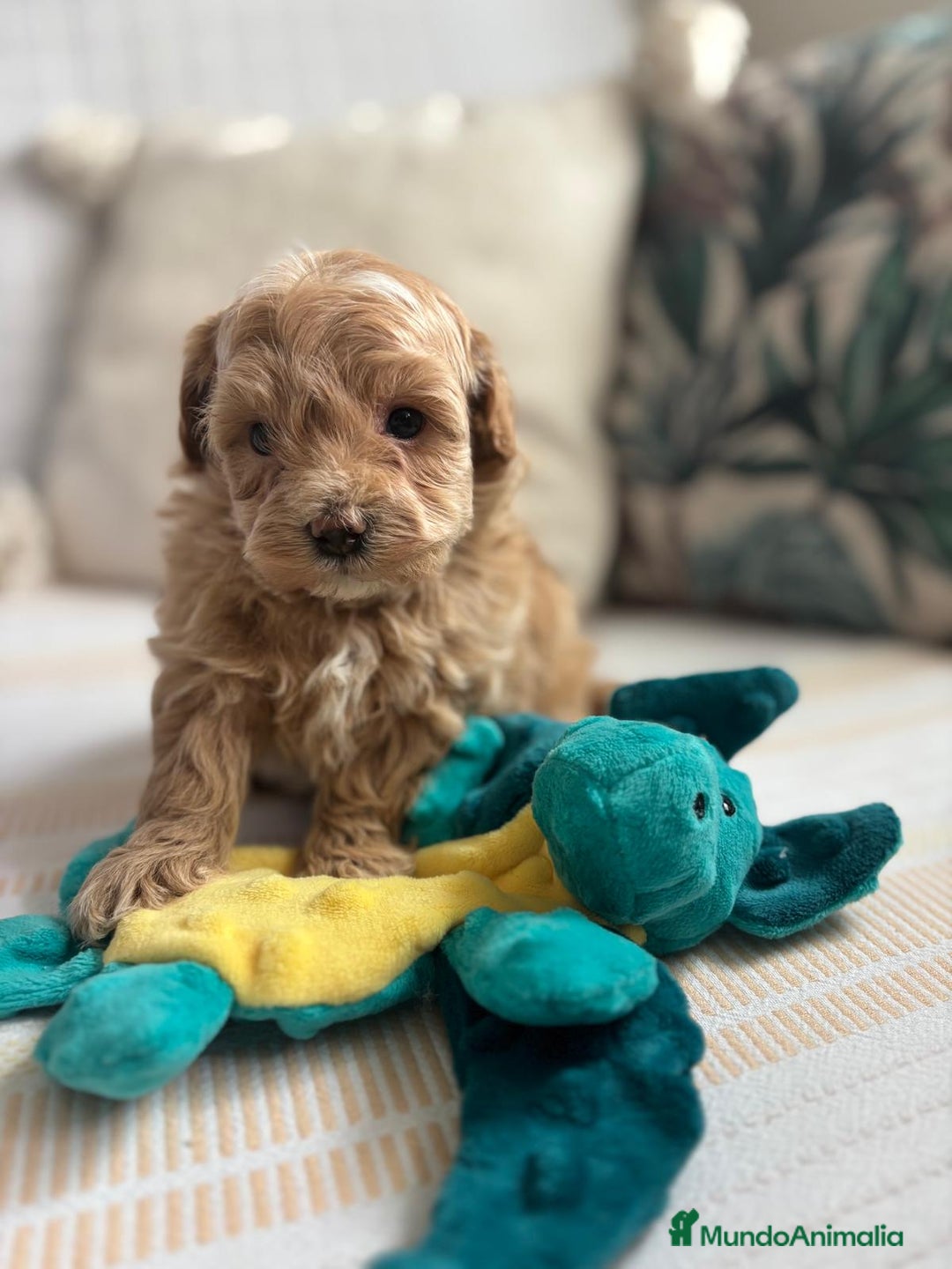 Maltipoo perros en venta: Maltipoo para reservar para Diciembre  - Imagen 9