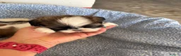 Shih Tzu perros en venta: CACHORRITOS DE SHIH TZU - Anuncio 2