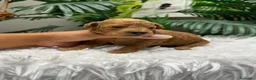 Raza Mixta perros en venta: CANICHE 💙💙 - Anuncio 10