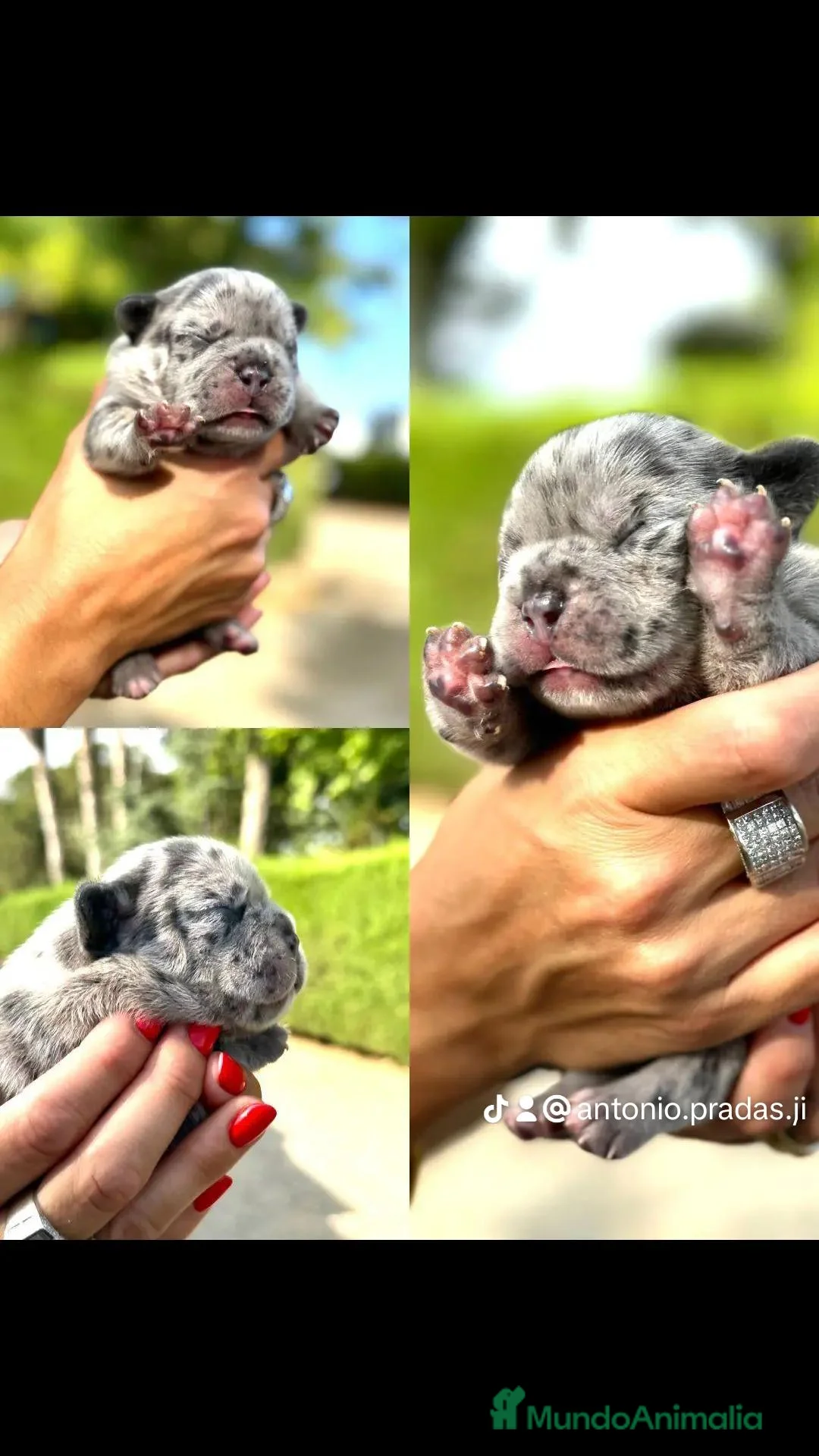 Bulldog Francés perros en venta: Bulldog francés - Anuncio 3